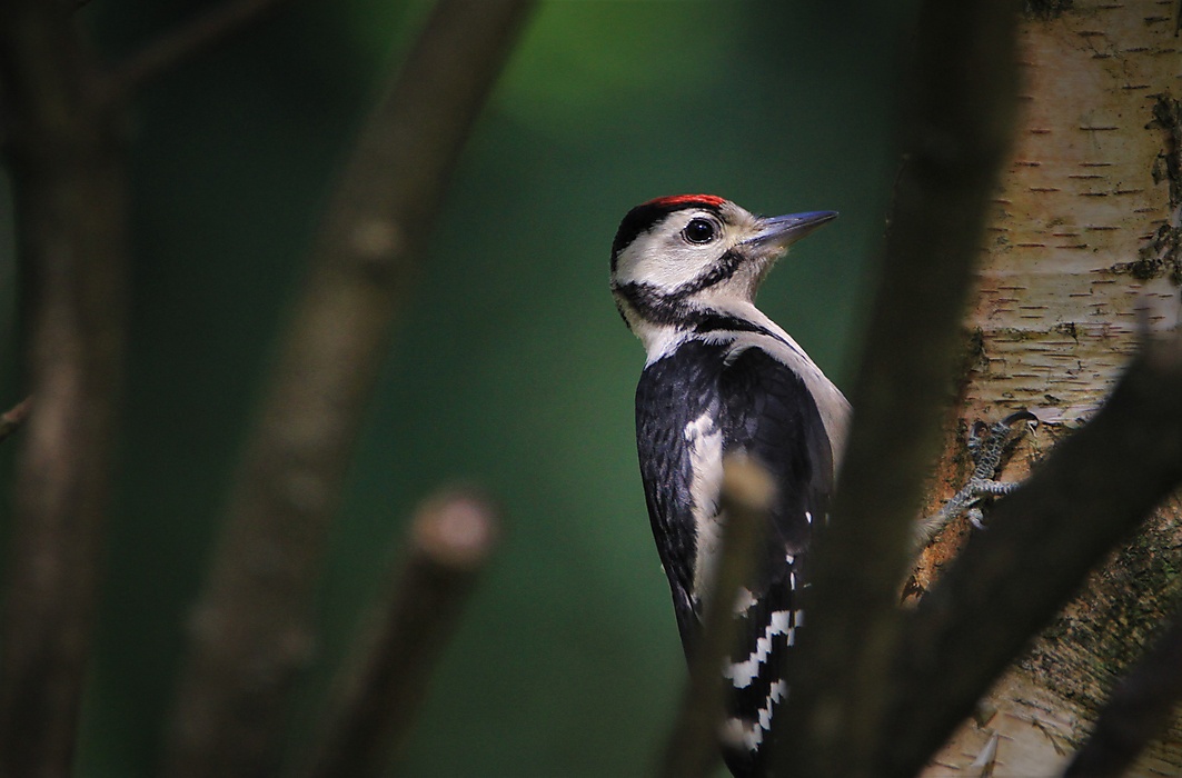 Campus wildlife safari