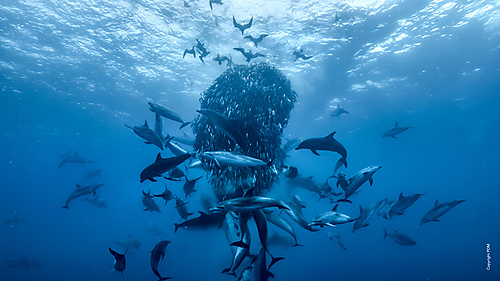 Ocean with David Attenborough - 1