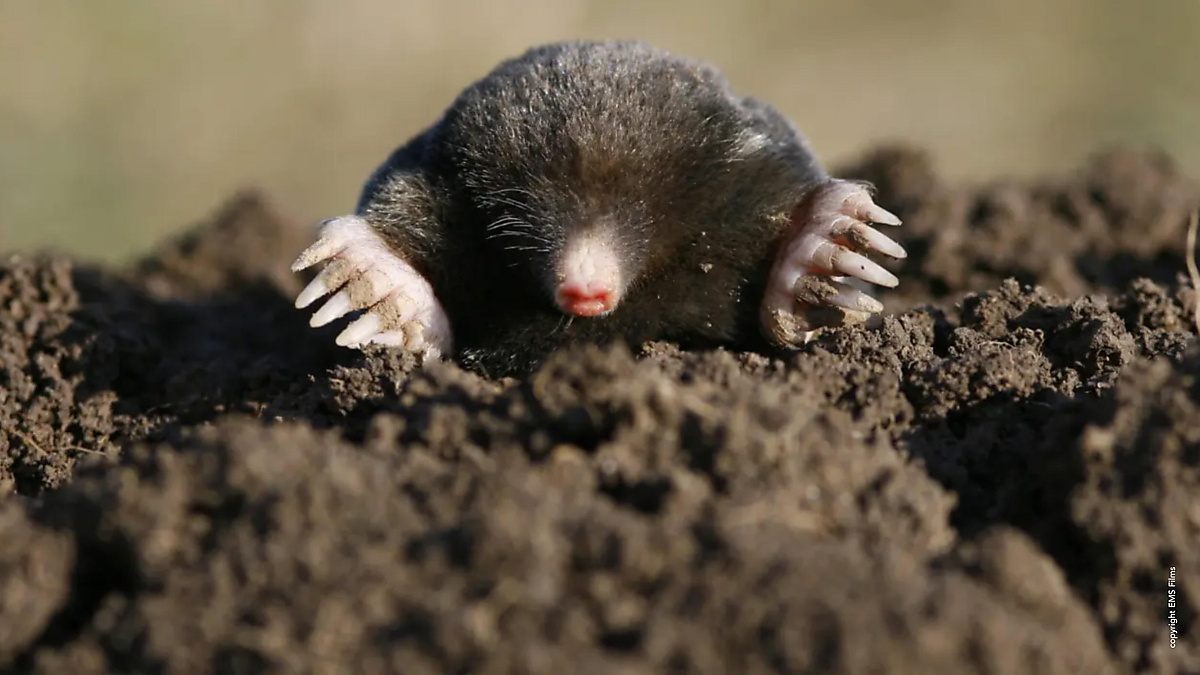 Onder het Maaiveld (Planet Soil)