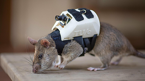 Rescue Rats - 1
