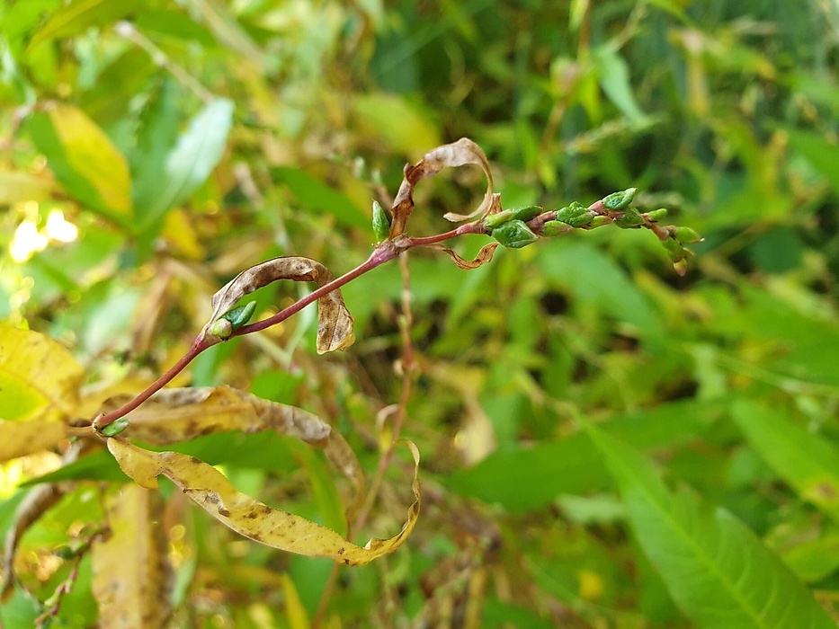 Wild foraging